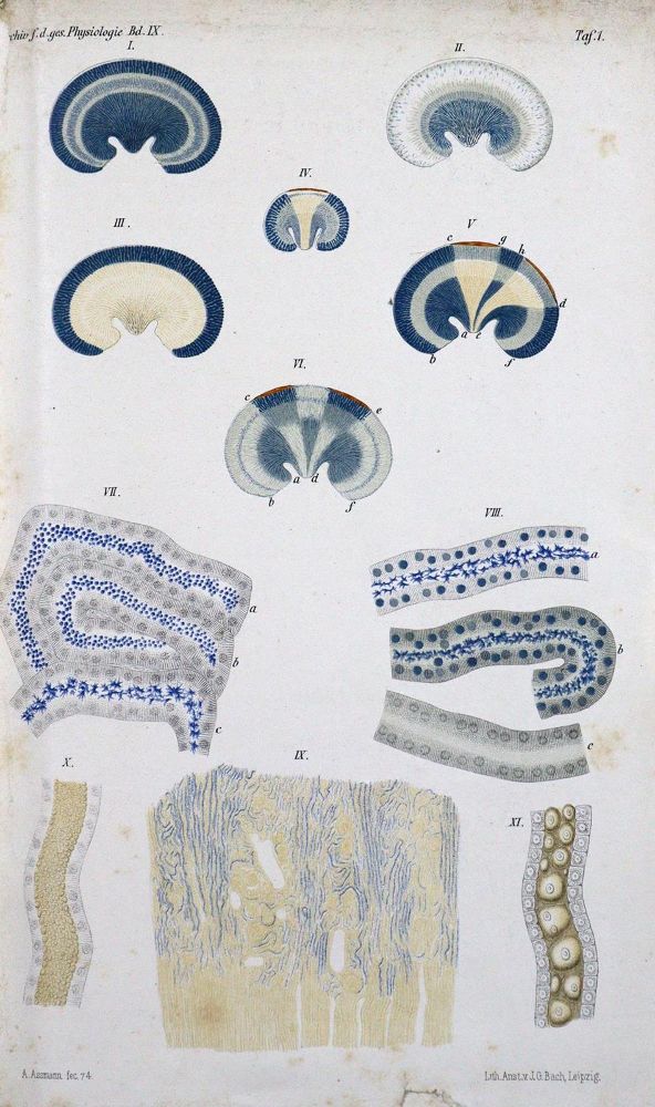 Große Abbildung Nr.2: 127-410 Sammlung: (Aus der Sammlung Professor Dr.Dr.Johannes Büttner Teil 1)