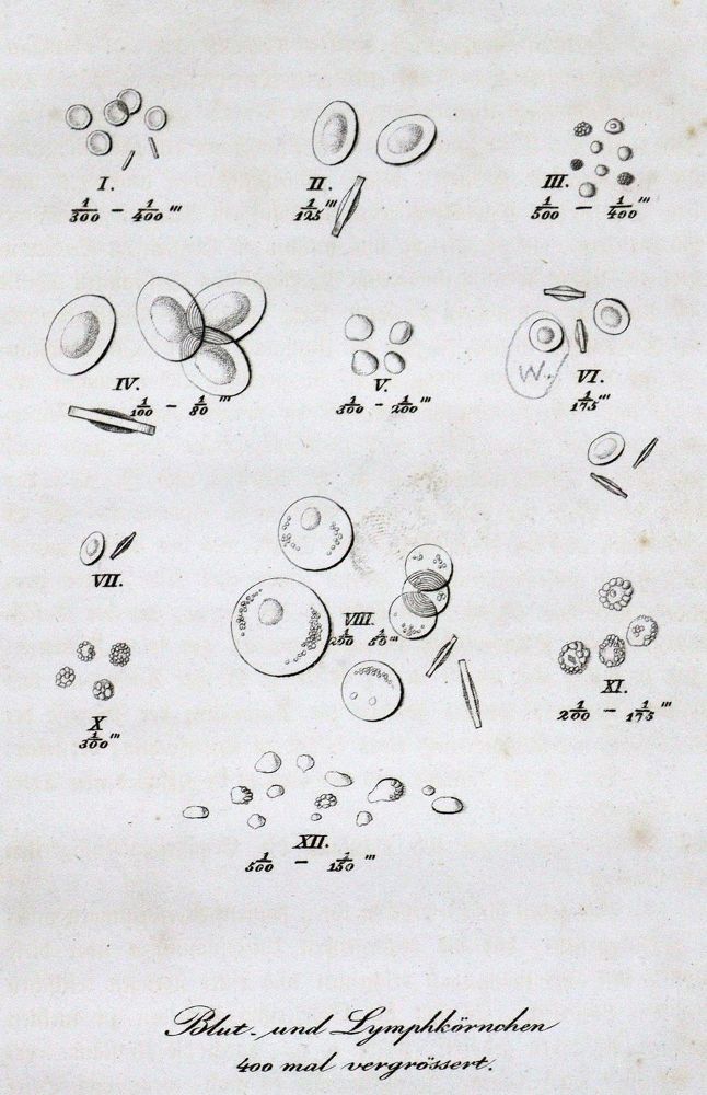 Große Abbildung Nr.2: 127-494 Wagner,R.: (Aus der Sammlung Professor Dr.Dr.Johannes Büttner Teil 1)