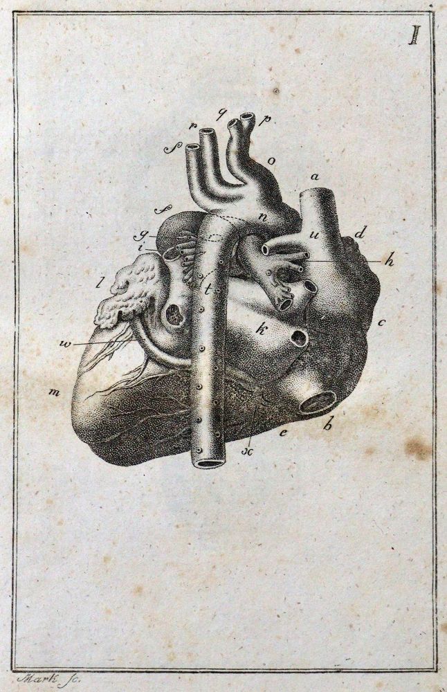 Große Abbildung Nr.2: 127-50 Blumenbach,J.F.: (Aus der Sammlung Professor Dr.Dr.Johannes Büttner Teil 1)