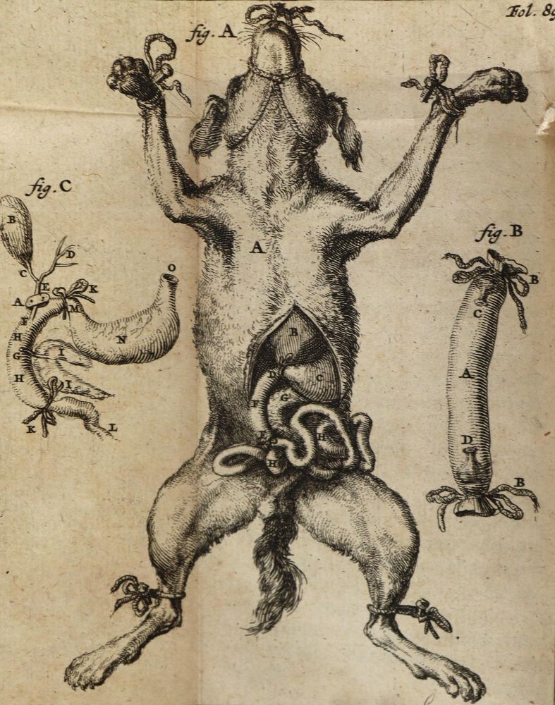 Große Abbildung Nr.1: 127-595 Schuyl,F.: (ZZRückgänge Sgl. Prof. Büttner Teil 1)