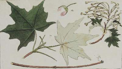 Bild Nr.1: 127-1004 (Rumpf,J.D.F.).: (Küche und Haushalt)