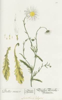 Bild Nr.2: 127-1464 Blackwell, E.: (Botanik)