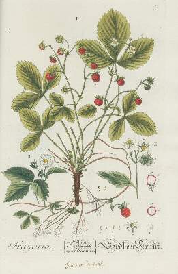 Bild Nr.3: 127-1464 Blackwell, E.: (Botanik)