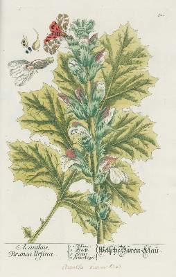Bild Nr.4: 127-1464 Blackwell, E.: (Botanik)