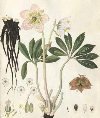 Bild Nr.1: 127-1466 Hayne,F.G.: (Botanik, Heilpflanzen)