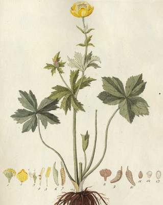Bild Nr.2: 127-1466 Hayne,F.G.: (Botanik, Heilpflanzen)