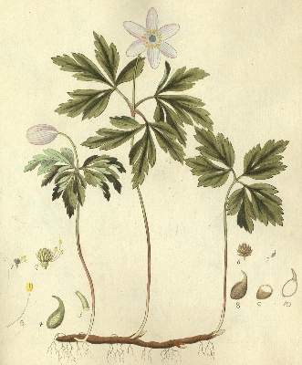 Bild Nr.3: 127-1466 Hayne,F.G.: (Botanik, Heilpflanzen)