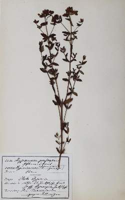 Bild Nr.1: 127-1468 Herbarium.: (Botanik, Herbarien)