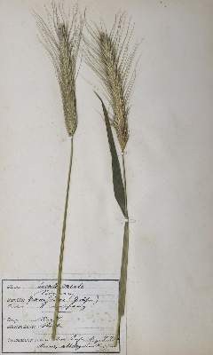 Bild Nr.3: 127-1468 Herbarium.: (Botanik, Herbarien)