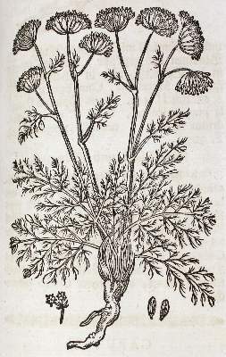 Bild Nr.2: 127-1473 Zwinger,T.: (Botanik, Kräuterbücher)