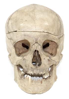 Bild Nr.1: 127-1503 Totenkopf.: (Medizin, Schädel)