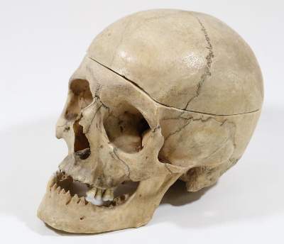 Bild Nr.2: 127-1503 Totenkopf.: (Medizin, Schädel)