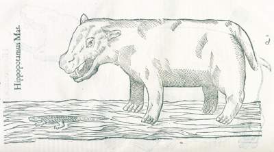 Bild Nr.1: 127-1508 Aldrovandi,U.: (Zoologie)