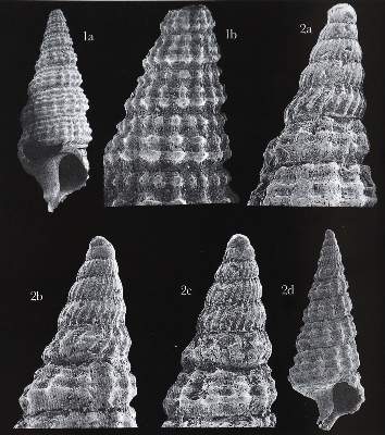 Bild Nr.1: 127-1509 Basteria.: (Zoologie)