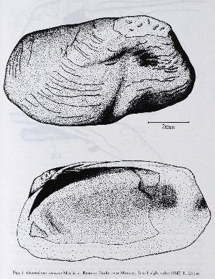 Bild Nr.2: 127-1509 Basteria.: (Zoologie)