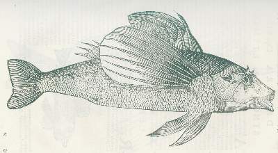 Bild Nr.2: 127-1514 Aldrovandi,U.,: (Zoologie, Fische)