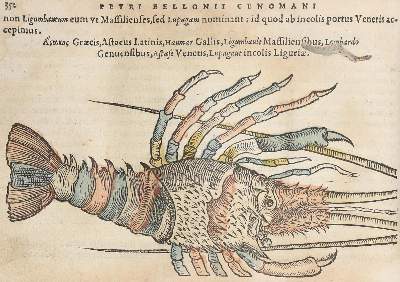 Bild Nr.3: 127-1515 Belon,P.: (Zoologie, Fische)