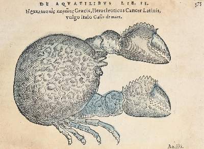 Bild Nr.4: 127-1515 Belon,P.: (Zoologie, Fische)