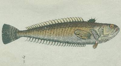Bild Nr.2: 127-1517 Gmelin, C. C.: (Zoologie)