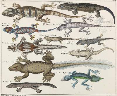 Bild Nr.3: 127-1521 Oken,(L.).: (Zoologie)