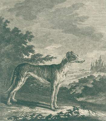 Bild Nr.1: 127-1523 Ridinger,J.E.: (Zoologie)