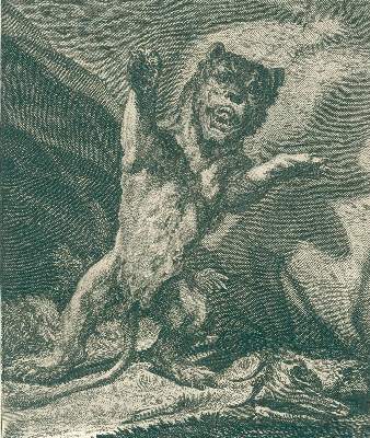 Bild Nr.3: 127-1523 Ridinger,J.E.: (Zoologie)