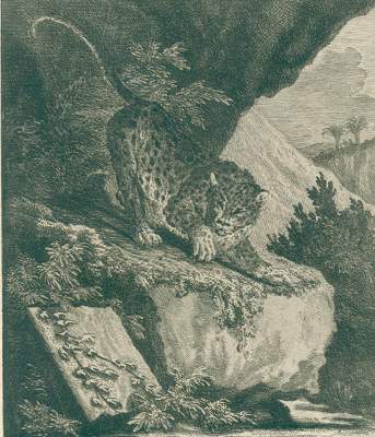 Bild Nr.4: 127-1523 Ridinger,J.E.: (Zoologie)