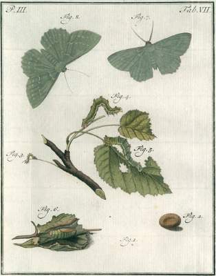 Bild Nr.1: 127-1525 Sepp,J.C.: (Zoologie)
