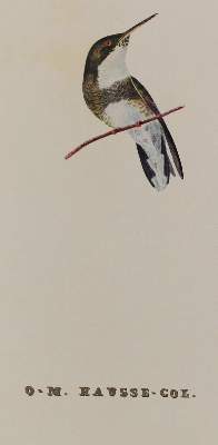 Bild Nr.2: 127-1528 Descourtilz,J.T.: (Zoologie, Vögel, Faksimile)