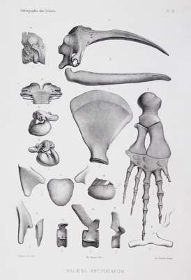 Bild Nr.1: 127-1529 Beneden,P.J. van u. R.Gervais.: (Zoologie, Wale)