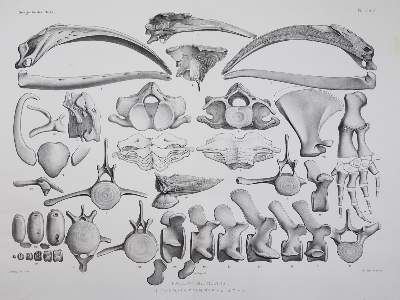 Bild Nr.2: 127-1529 Beneden,P.J. van u. R.Gervais.: (Zoologie, Wale)