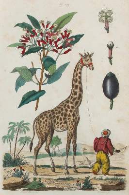 Bild Nr.1: 127-2363 Guérin-Méneville, Félix Edouard.: (Varia, Botanik)