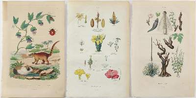 Bild Nr.2: 127-2363 Guérin-Méneville, Félix Edouard.: (Varia, Botanik)