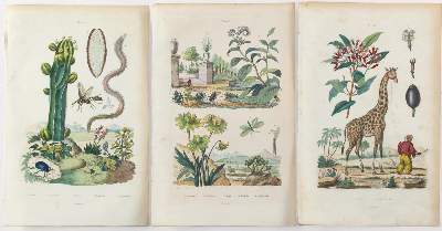 Bild Nr.3: 127-2363 Guérin-Méneville, Félix Edouard.: (Varia, Botanik)