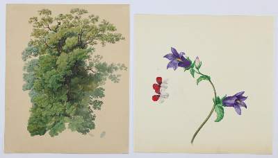 Bild Nr.2: 127-2365 Pfingstrose.: (Varia, Botanik)