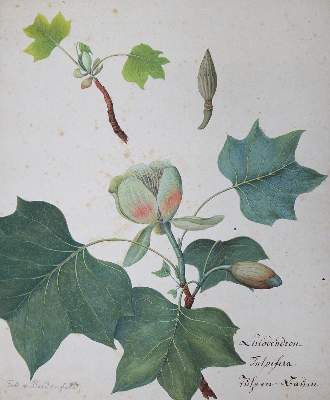 Bild Nr.1: 127-2366 Pflanzen.: (Varia, Botanik)