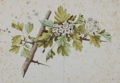 Bild Nr.2: 127-2366 Pflanzen.: (Varia, Botanik)