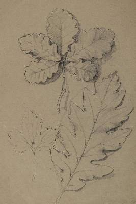 Bild Nr.8: 127-2366 Pflanzen.: (Varia, Botanik)