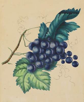 Bild Nr.1: 127-2367 Pflanzendarstellungen,: (Varia, Botanik)