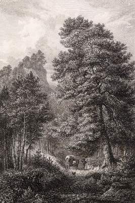 Bild Nr.3: 127-2367 Pflanzendarstellungen,: (Varia, Botanik)