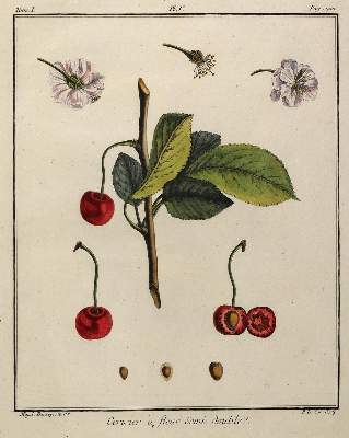 Bild Nr.4: 127-2367 Pflanzendarstellungen,: (Varia, Botanik)