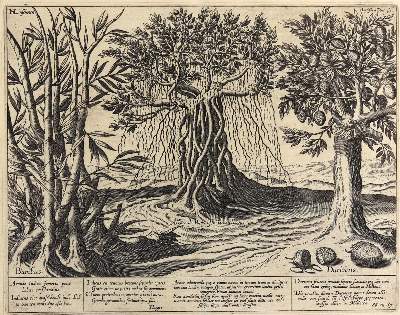 Bild Nr.7: 127-2367 Pflanzendarstellungen,: (Varia, Botanik)