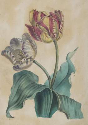 Bild Nr.1: 127-2372 Tulpe.: (Varia, Botanik)