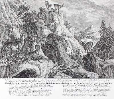 Bild Nr.1: 127-2402 Gämsen.: (Varia, Jagd, Ridinger)