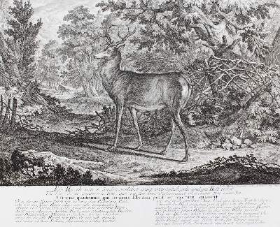 Bild Nr.1: 127-2413 Hirsch.: (Varia, Jagd, Ridinger)