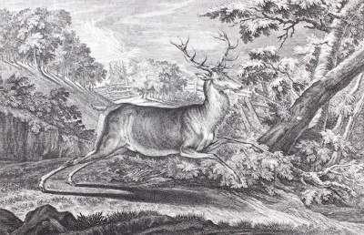 Bild Nr.1: 127-2414 Hirsch.: (Varia, Jagd, Ridinger)