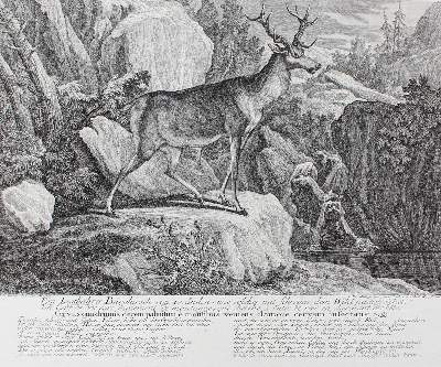 Bild Nr.1: 127-2419 Hirsch.: (Varia, Jagd, Ridinger)