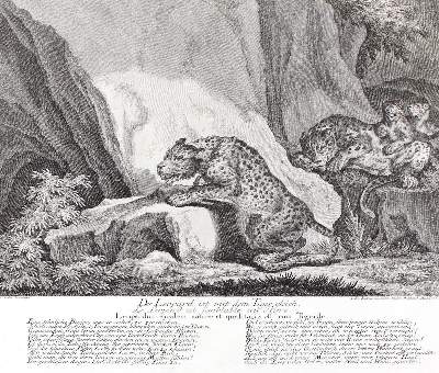 Bild Nr.1: 127-2431 Leoparden.: (Varia, Jagd, Ridinger)