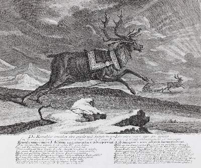 Bild Nr.1: 127-2437 Rentier.: (Varia, Jagd, Ridinger)