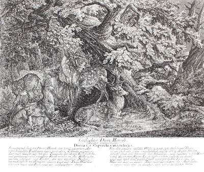 Bild Nr.1: 127-2439 Rotwild.: (Varia, Jagd, Ridinger)